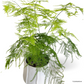 Asparagus Fern in Donny Pot