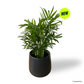 Bamboo Palm in Sabel Pot