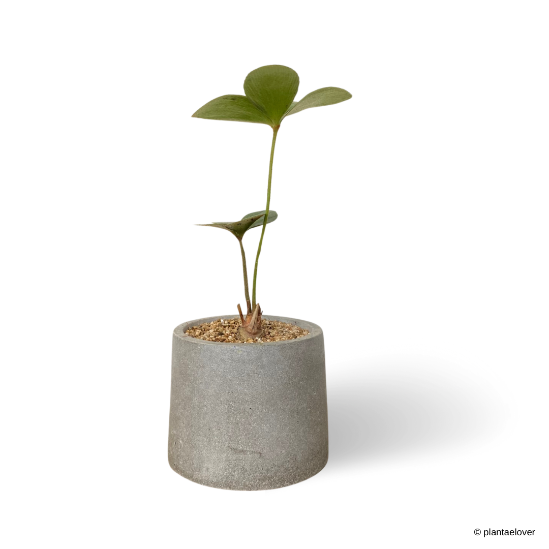 Cardboard Palm in Brutal Pot