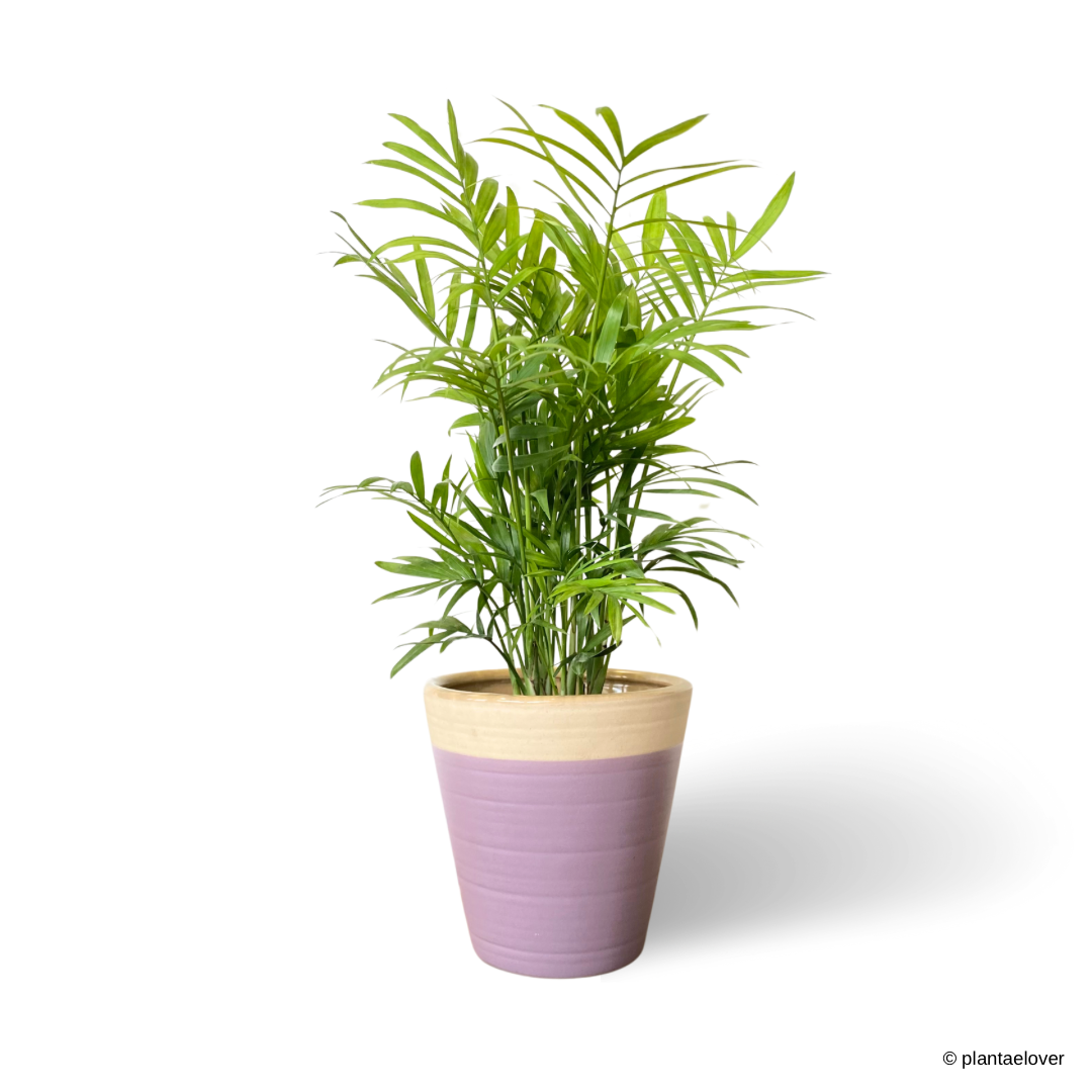 Bamboo Palm in Lilac Pot