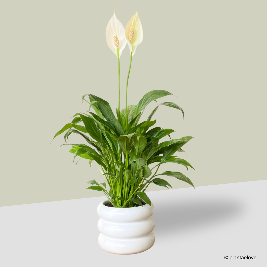 Peace Lily in Bagel Pot
