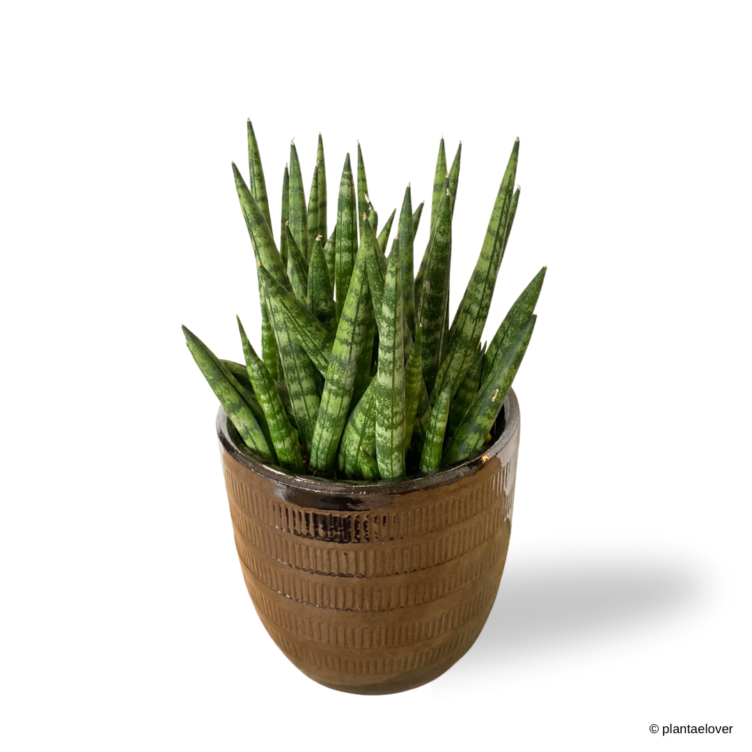 Sansevieria Cylindrica in Cooper Pot