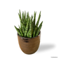 Sansevieria Cylindrica in Cooper Pot