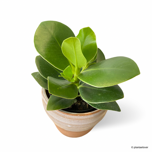 Clusia Rosea in Cedar Pot