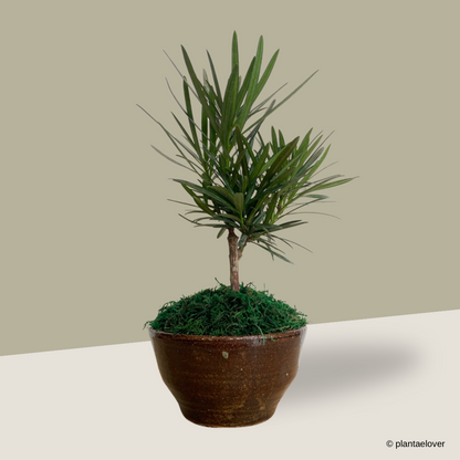 Podocarpus in Sabi Pot