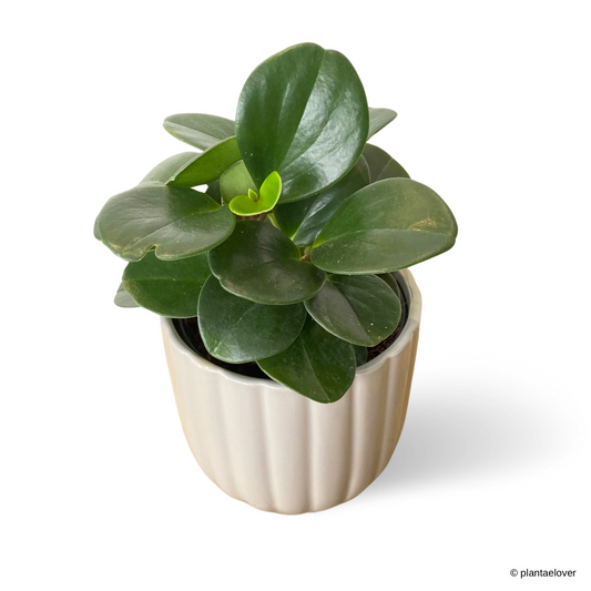 Peperomia Obtusifolia in Pigeon Pot