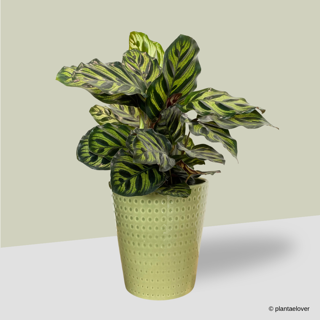 Calathea Makoyana in Matcha Pot