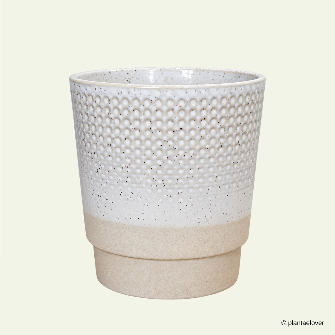 Colony Pot