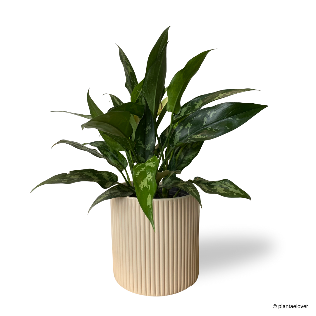 Aglaonema Maria in Cylindrica Pot