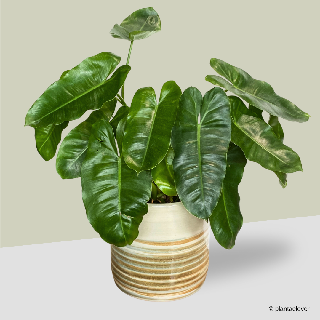 Philodendron Burle Marx in Retro Pot