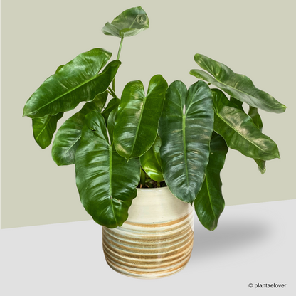 Philodendron Burle Marx in Retro Pot