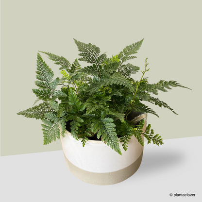 Rabbit Foot Fern in Abode Pot