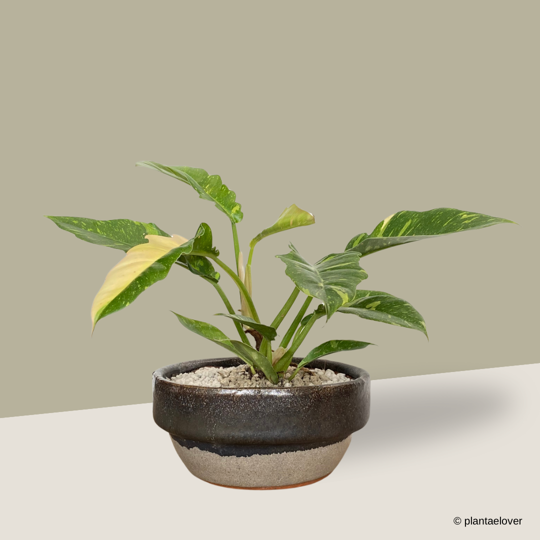 Philodendron Ring Of Fire in Rust Pot