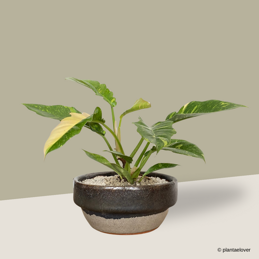 Philodendron Ring Of Fire in Rust Pot
