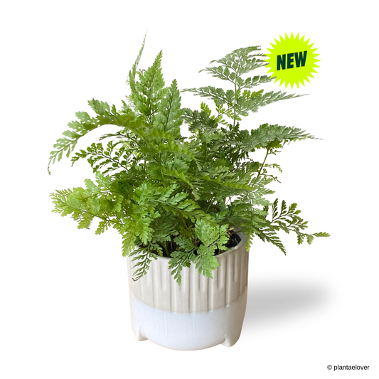 Rabbit Foot Fern in Spatial Pot