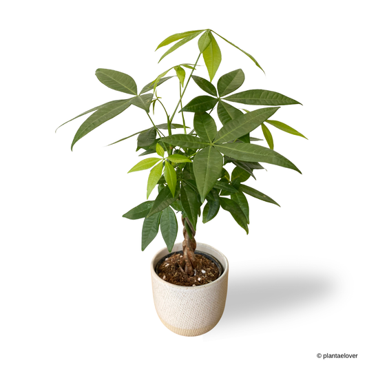 Pachira Aquatica in Squama Pot