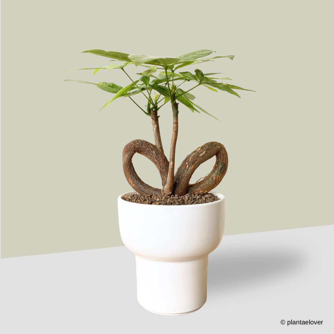 Pachira Aquatica 'QQ' Heart Shape in Dodo Pot