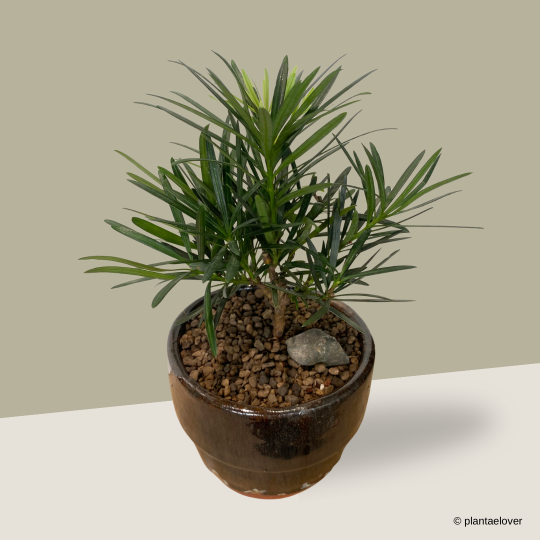 Podocarpus in Rust Pot