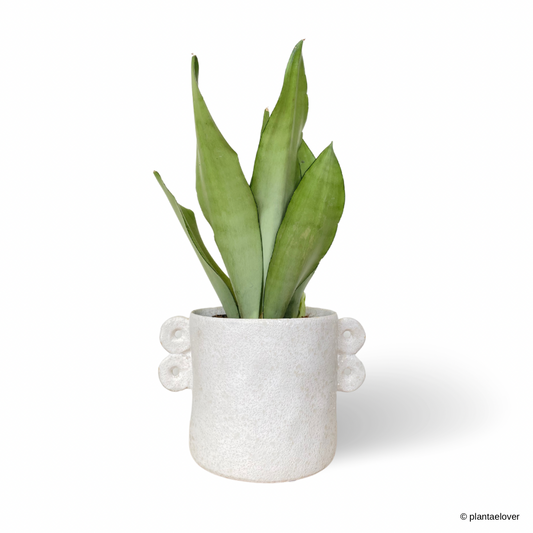 Sansevieria Trifasciata Moonshine in Frida Pot