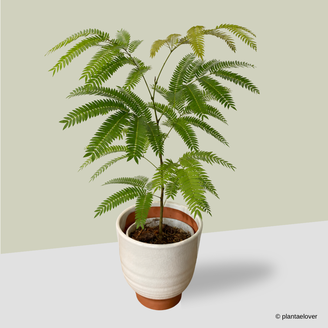 Japanese Everfresh Tree in CasaTerra Pot