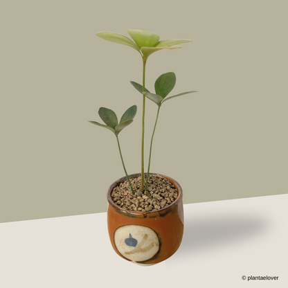 Cardboard Palm in Odayaka Pot