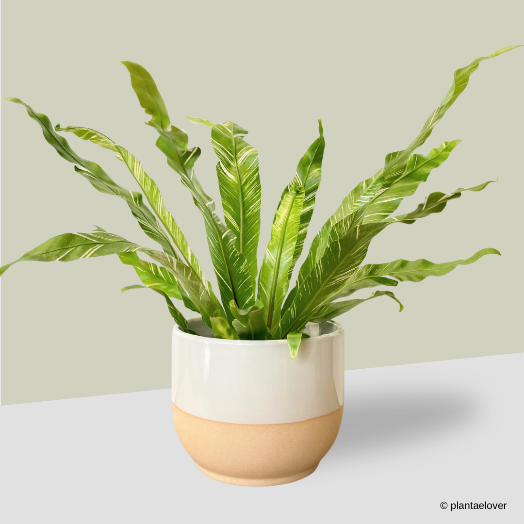 Bird’s Nest Fern Variegata in Float Pot