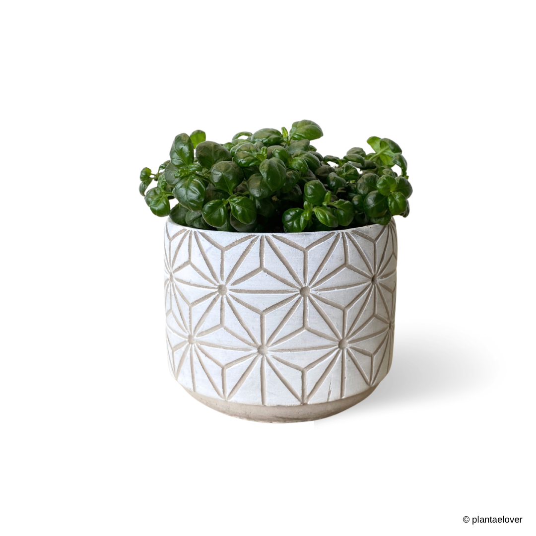 Bubble Plant in Boho Pot