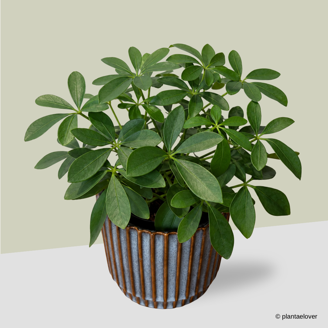 Schefflera Arboricola in Slate Pot