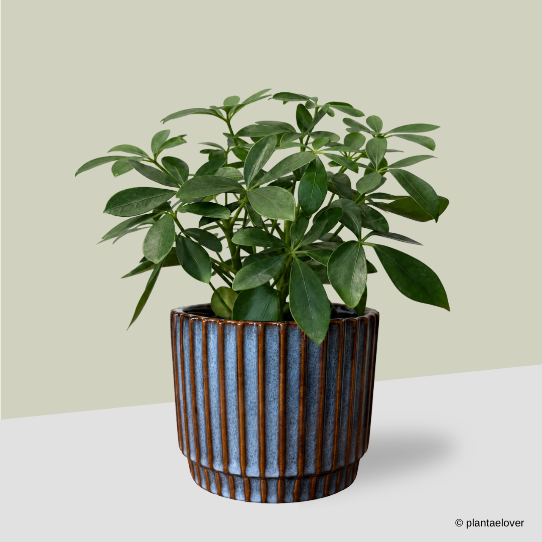Schefflera Arboricola in Slate Pot