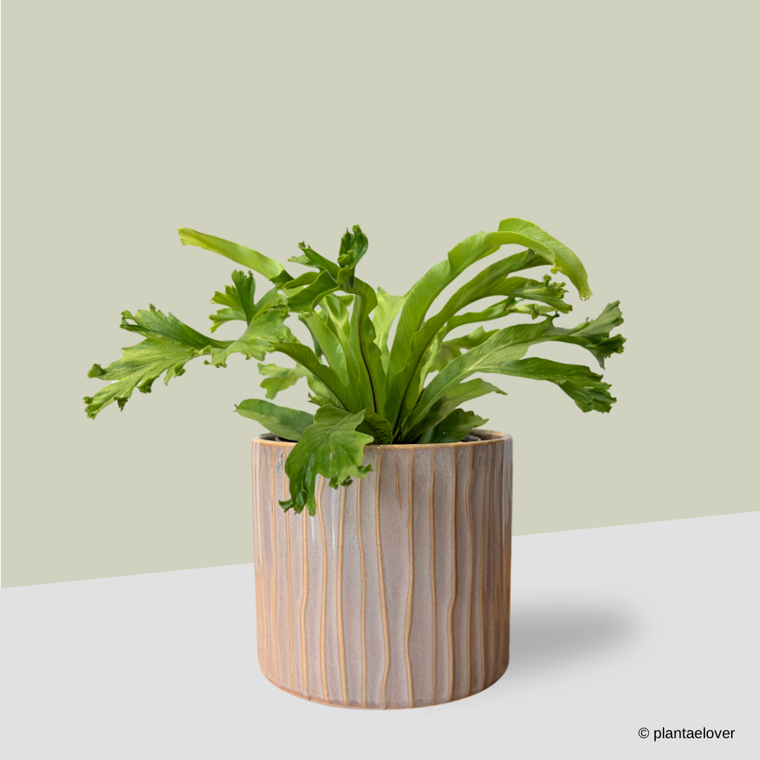 Bird’s Nest Fern in Claywood Pot