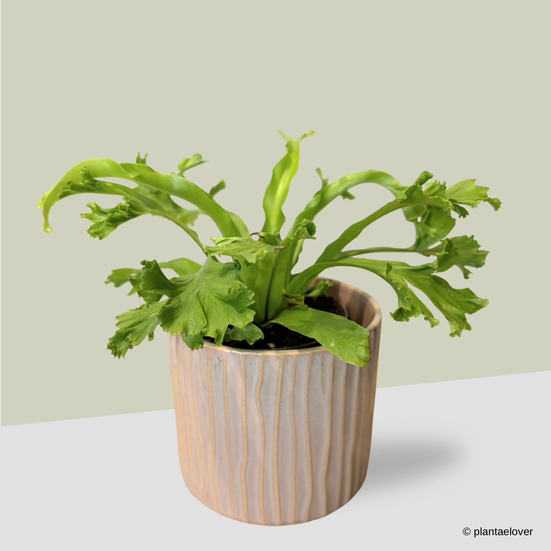 Bird’s Nest Fern in Claywood Pot