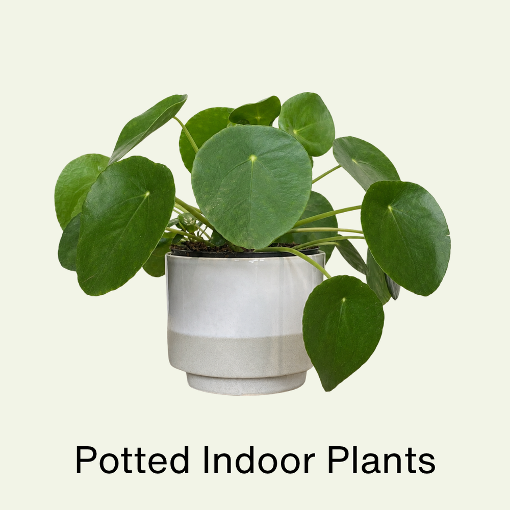 All Curated Potted Plants