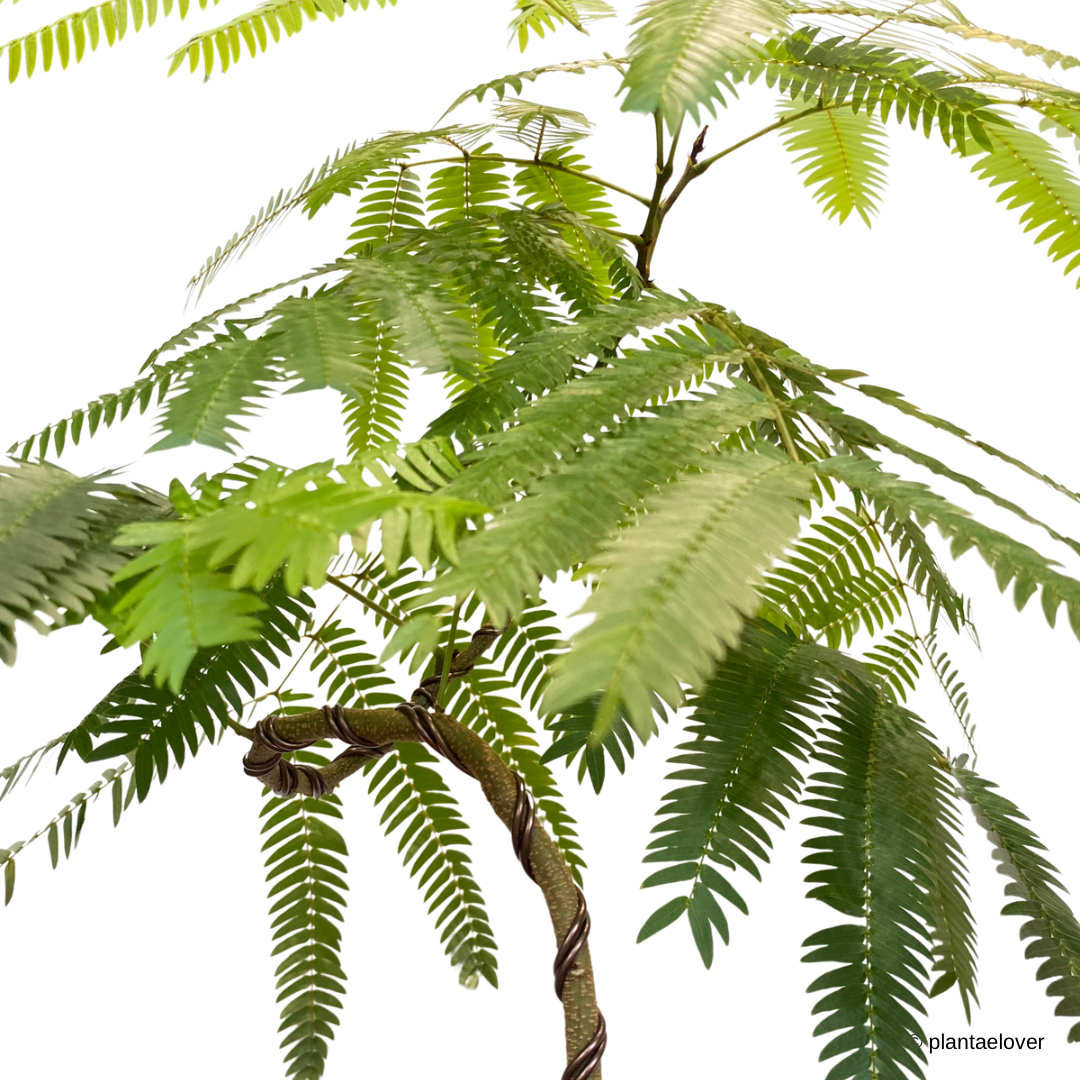 Japanese Everfresh Tree in Brownstone Pot