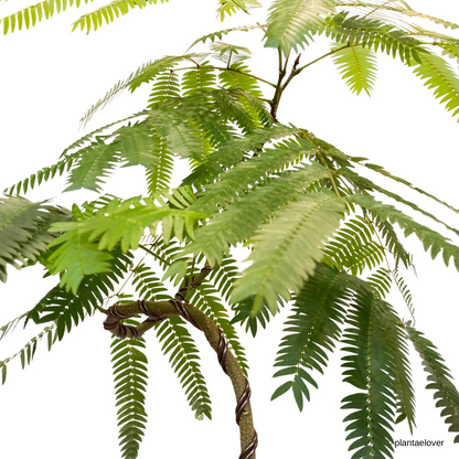 Japanese Everfresh Tree in Brownstone Pot