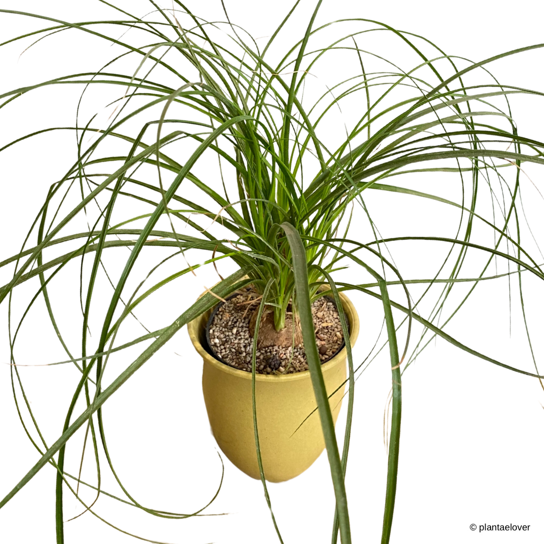 Ponytail Palm in Daisy Pot