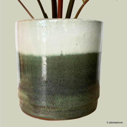 Homalomena Rubescens Variegated
 in Green Forest Pot