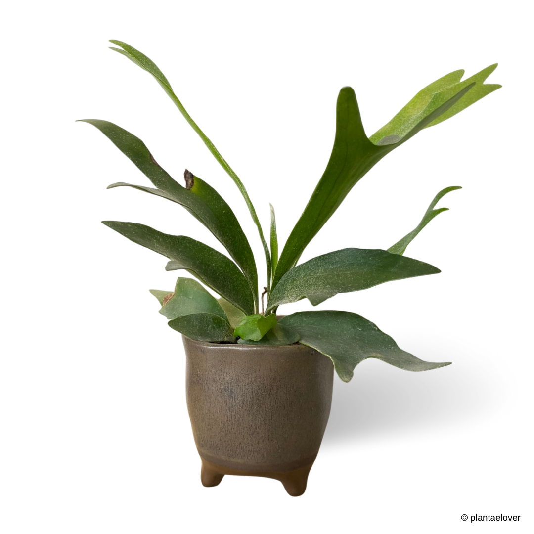 Staghorn Fern in Bistre Pot