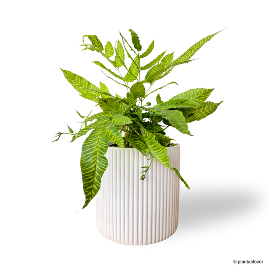 Golden Zebra Fern in Cylindrica Pot