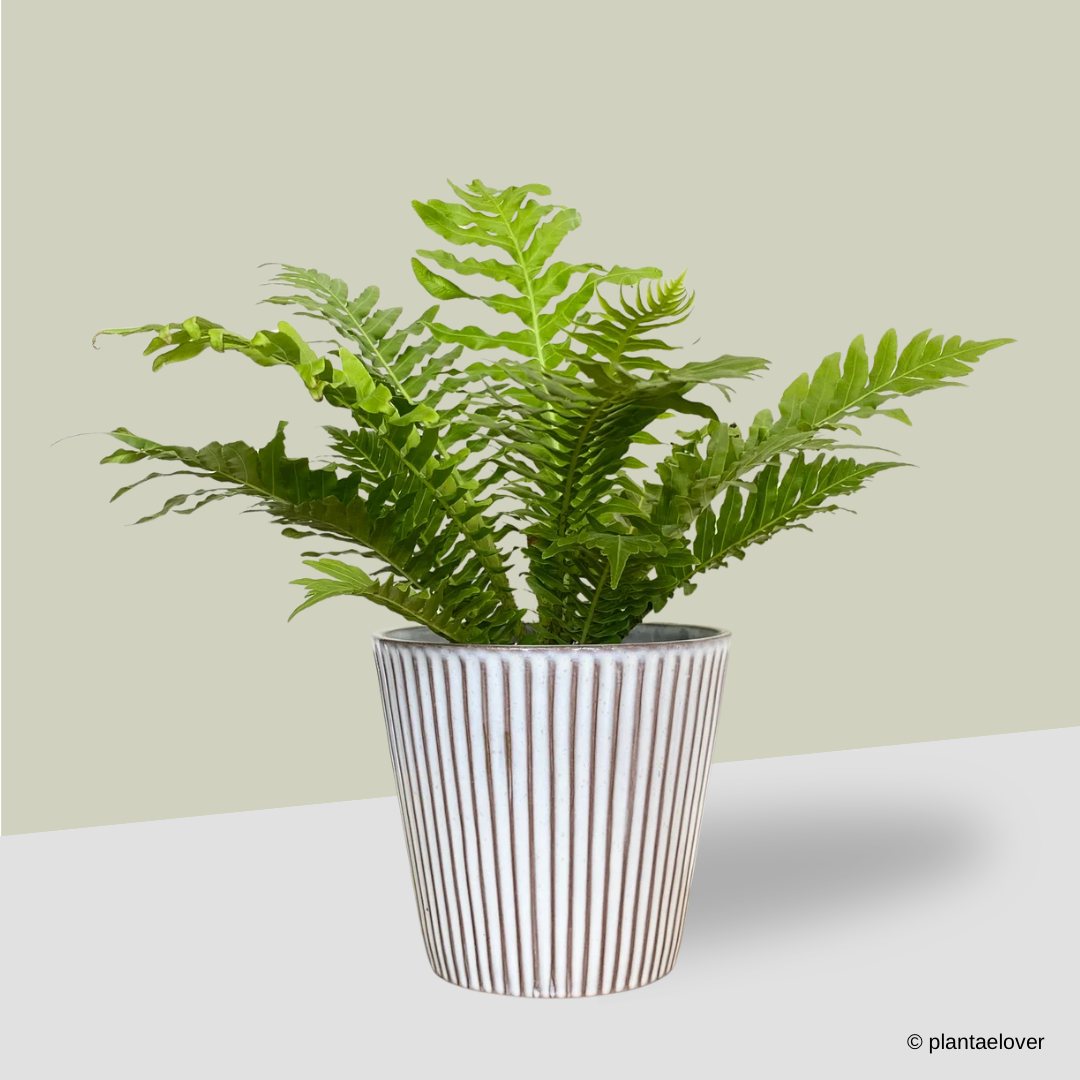 Silver Lady Fern in Celine Pot
