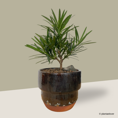 Podocarpus in Rust Pot