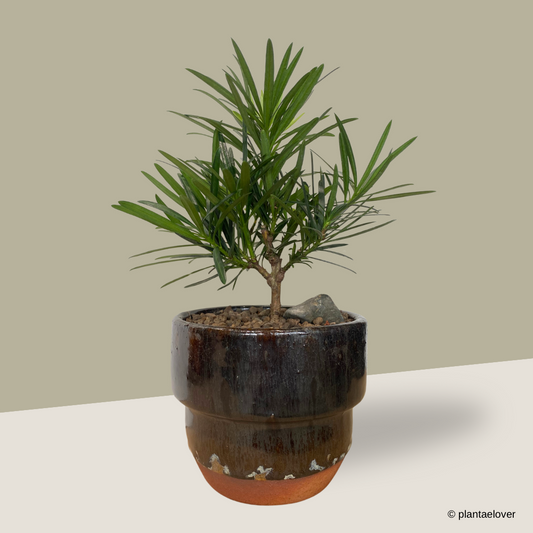 Podocarpus in Rust Pot