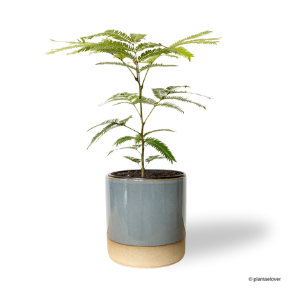 Japanese Everfresh Tree in koi Pot – plantaelover