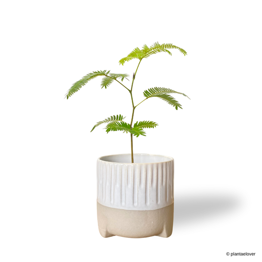 Japanese Everfresh Tree in Spatial Pot