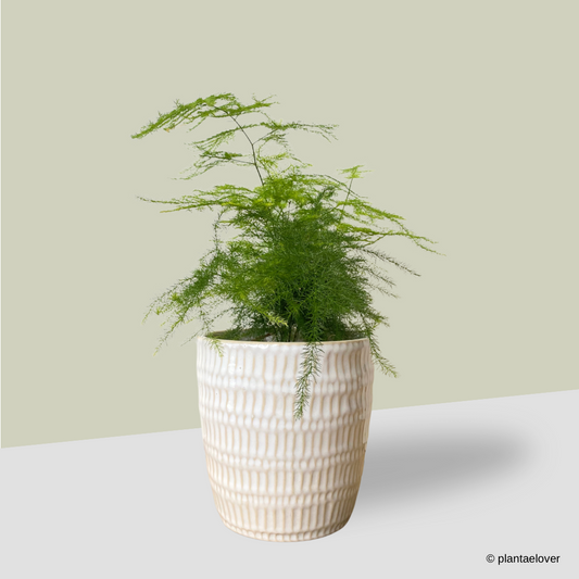 Asparagus Fern in Fur Pot