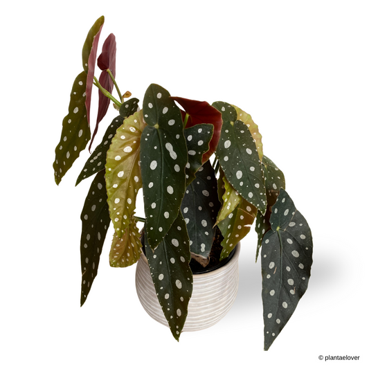 Begonia Maculata in Washed Pot