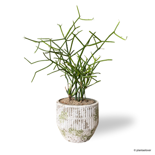 Pencil Cactus in Willow Pot