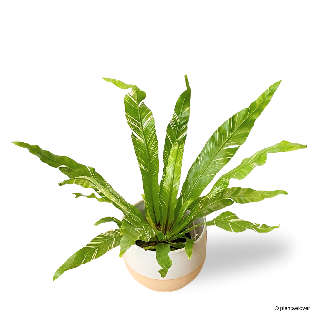 Bird’s Nest Fern Variegata in Float Pot