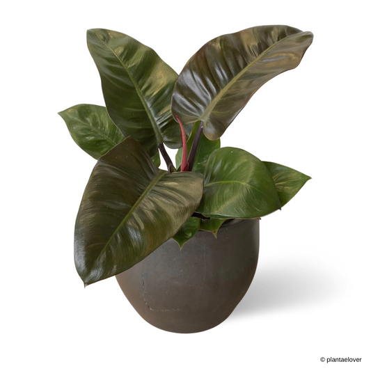 Philodendron Rojo Congo in Rustic Pot