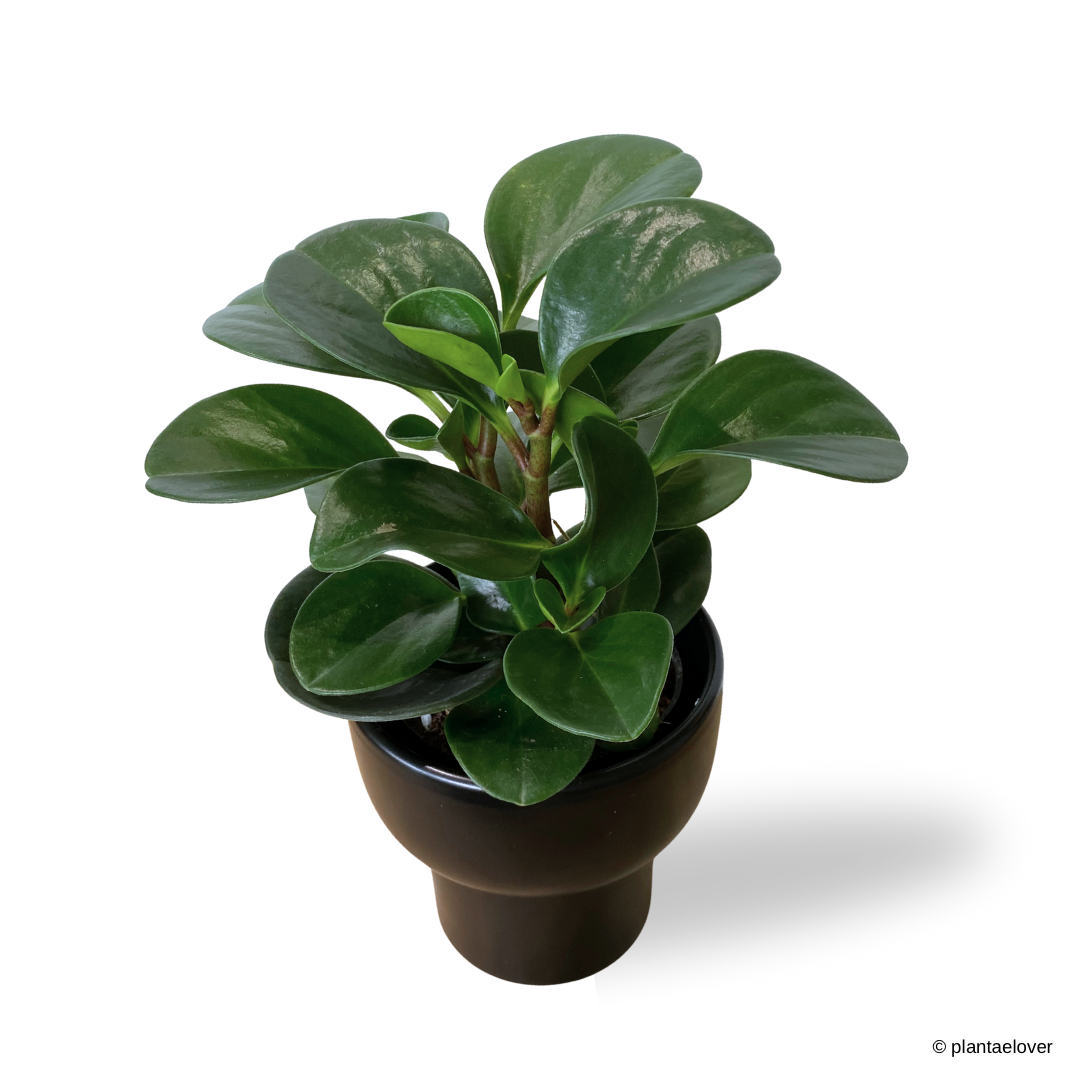 Peperomia Obtusifolia in Dodo Pot