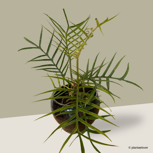 Philodendron Tortum in Rustic Pot